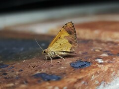 Chrysolarentia mecynata