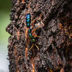 Diamma bicolor