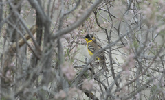 Emberiza melanocephala