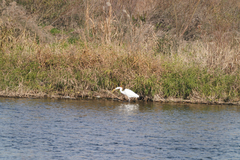 Ardea alba