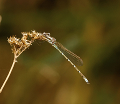 Austrolestes aridus