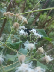 Myrmecopsis strigosa