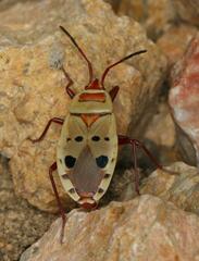 Probergrothius