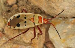 Probergrothius