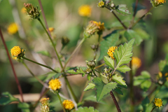 Bidens pilosa pilosa