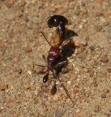Ocymyrmex