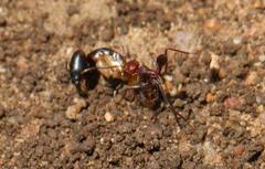 Ocymyrmex