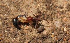 Ocymyrmex