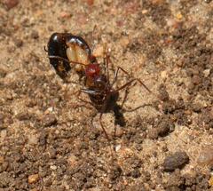 Ocymyrmex