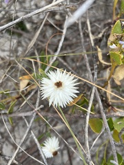 Helichrysum leucopsideum