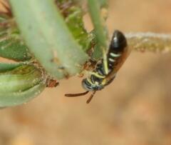 Apoidea
