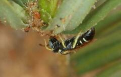 Apoidea