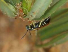 Apoidea