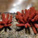 暗紅團網黏菌 - Photo (c) kim fleming，保留部份權利CC BY-NC-SA