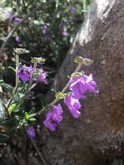 Prostanthera hirtula