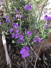 Prostanthera hirtula
