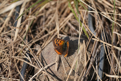 Lycaena phlaeas daimio