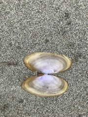 Hiatula nitida