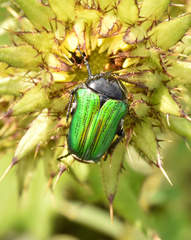 Leucocelis haemorrhoidalis