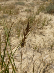 Carex arenaria