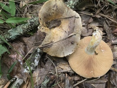 Lactarius sordidus