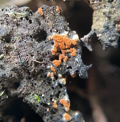 Hypomyces aurantius
