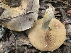 Lactarius sordidus