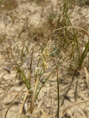 Sporobolus virginicus