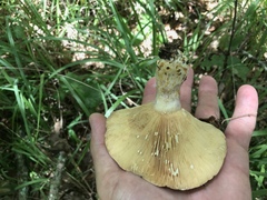 Lactarius sordidus