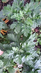 Artemisia princeps