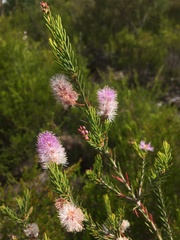 Melaleuca decussata