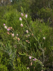 Melaleuca decussata