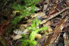 Dendroligotrichum tongariroense