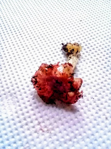 Russula sanguinea image
