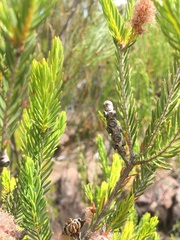 Melaleuca decussata