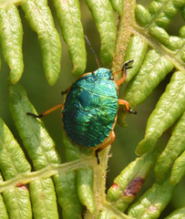 Erachtheus lutulentus