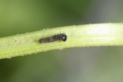 Papilio machaon ladakensis