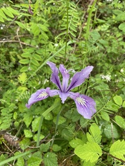 Iris tenax