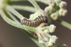 Papilio machaon ladakensis