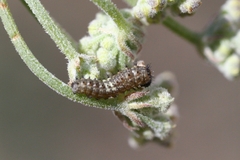 Papilio machaon ladakensis