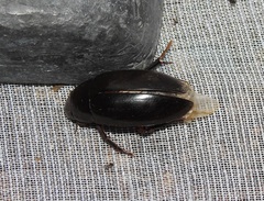Hydrophilus