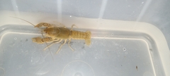 Cambarus latimanus