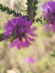 Melaleuca crossota