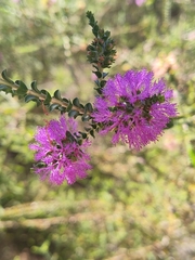 Melaleuca crossota