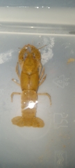 Cambarus latimanus