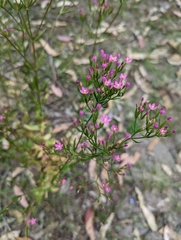 Centaurium tenuiflorum