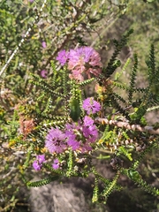 Melaleuca crossota