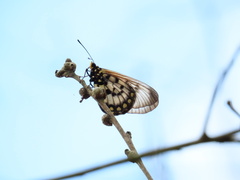 Acraea andromacha