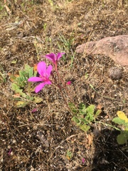 Pelargonium rodneyanum