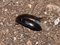 Hydrophilus